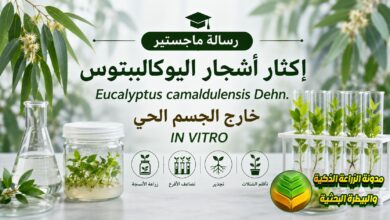 إكثار اليوكاليبتوس خارج الجسم الحي: دراسة أكاديمية ودليل تطبيقي لتأسيس مشاتل ناجحة