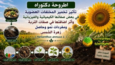 تخمير المخلفات العضوية لزراعة زهرة الشمس: دراسة لزيادة الحاصل وتحسين خصوبة التربة