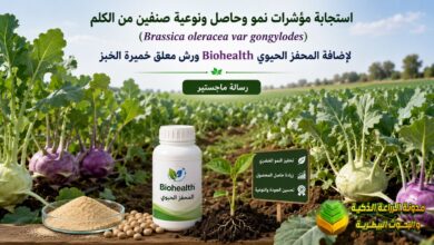 زراعة نبات الكلم: استجابة مؤشرات نمو وحاصل باستخدام المحفز الحيوي وخميرة الخبز