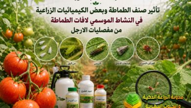 تأثير صنف الطماطة و بعض الكيميائيات الزراعية في النشاط الموسمي لآفات الطماطة