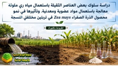 مياه ري ملوثة معالجة من العناصر الثقيلة: دراسة أكاديمية لري الذرة الصفراء