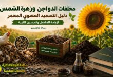 مخلفات الدواجن وزهرة الشمس: دليل التسميد العضوي المخمر لزيادة الحاصل وتحسين التربة