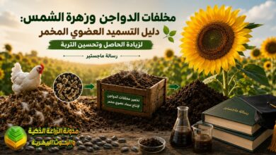 مخلفات الدواجن وزهرة الشمس: دليل التسميد العضوي المخمر لزيادة الحاصل وتحسين التربة