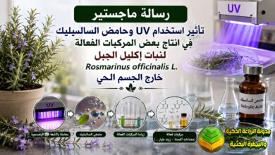 إكثار إكليل الجبل نسيجياً وزيادة مركباته الطبية بالأشعة فوق البنفسجية وحامض السالسليك