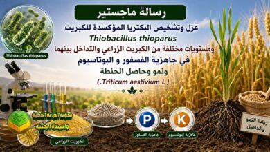 التسميد الحيوي للحنطة: دراسة جاهزية الفسفور والبوتاسيوم وحاصل الحبوب في الترب الكلسية