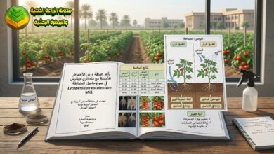 رش الأحماض الأمينية على الطماطة في الترب الصحراوية: دراسة الحاصل والإجهاد الملحي