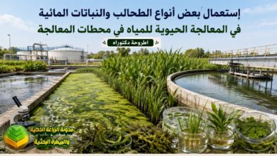 المعالجة الحيوية للمياه بالطحالب والنباتات المائية: دراسة بيئية واقتصادية لتوفير مياه الري