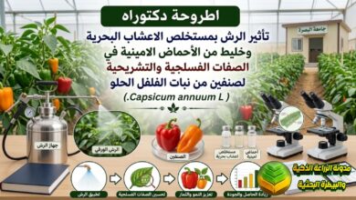 تسميد الفلفل الحلو بمستخلص الأعشاب البحرية والأحماض الأمينية لزيادة وتحسين الثمار