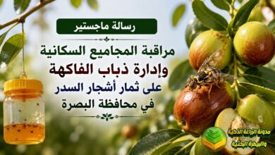 مكافحة ذباب الفاكهة على ثمار السدر: دراسة أكاديمية لزيادة الحاصل وحماية البساتين