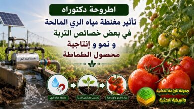 مغنطة مياه الري المالحة في زراعة ونمو الطماطة الصحراوية: دراسة أكاديمية لزيادة الحاصل