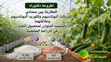 تسميد الخيار بالبوتاسيوم للزراعة المحمية: دراسة علمية للمزارعين لزيادة الحاصل والأرباح