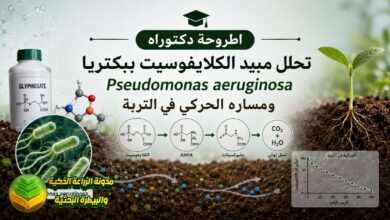 المعالجة الحيوية لمبيد الكلايفوسيت: دراسة دكتوراه لتطهير التربة وحماية المحاصيل البقولية