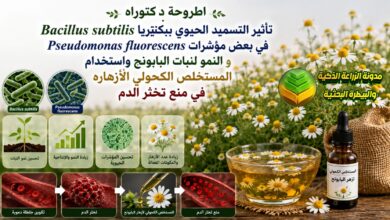 دراسة التسميد الحيوي للبابونج: بكتيريا الباسلس والبسودوموناس في النمو الخضري