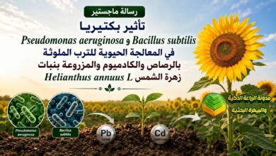 المعالجة الحيوية للتربة الملوثة: دليل أكاديمي لاستخدام بكتيريا الرايزوسفير ونبات زهرة الشمس