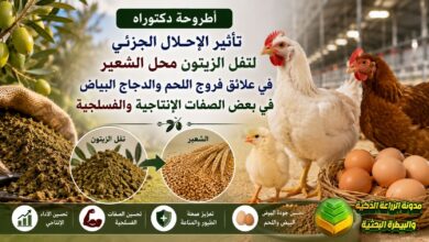 بديل علفي في تغذية الدواجن: دراسة تفل الزيتون كبديل علفي لفروج اللحم والدجاج البياض