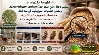 مكافحة خنفساء الحبوب المنشارية في المخازن: استخدام راشح الفطر والتقنيات الفيزيائية الحديثة