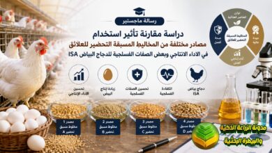 تغذية الدجاج البياض بالمخاليط الجاهزة: دراسة ودليل عملي لزيادة الإنتاجية وجودة البيض