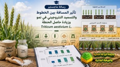 زيادة حاصل الحنطة بالتسميد النتروجيني ومسافات الزراعة: دراسة ودليل شامل للمزارعين