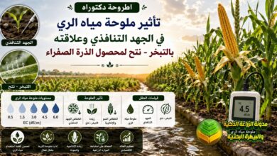 ري الذرة الصفراء بالمياه المالحة: دراسة أكاديمية لترشيد الاستهلاك المائي وحماية المحاصيل