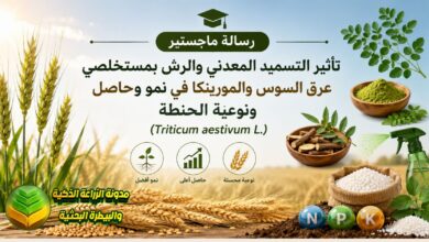دراسة الحنطة بالمستخلصات الطبيعية: تأثير التسميد ورش مستخلص عرق السوس والمورينكا