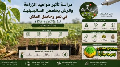 دراسة نمو وحاصل الماش: اختيار مواعيد الزراعة المثالية ورش حامض السالسليك