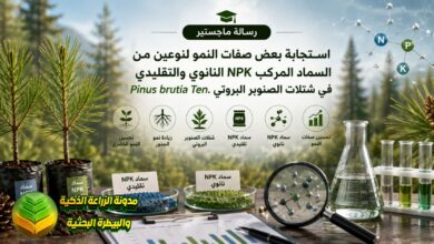 تسميد الصنوبر بتقنية السماد المركب NPK النانوي والتقليدي: لإنتاج شتلات قوية ومستدامة