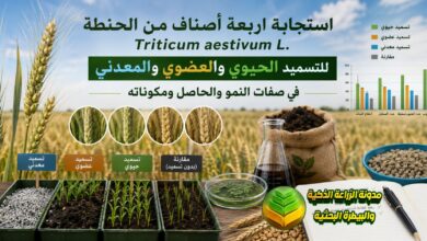 دراسة أكاديمية حول تسميد الحنطة بالبدائل الحيوية والعضوية وحماية التربة من التدهور