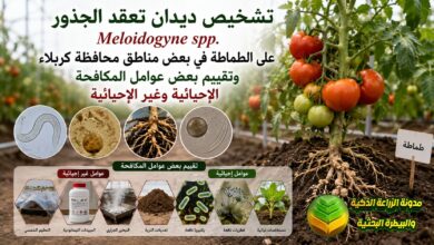 مكافحة نيماتودا تعقد الجذور في الطماطة: دراسة استخدام تكنولوجيا النانو والمبيدات الحيوية