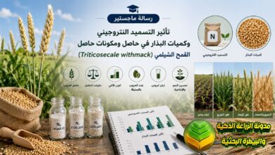 تحسين إنتاجية القمح الشيلمي: دراسة أكاديمية حول التسميد النتروجيني ومعدلات البذار