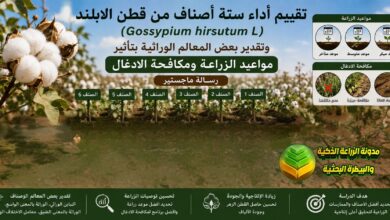 زراعة وإنتاج قطن الابلند: دراسة اختيار الأصناف ومواعيد الزراعة المثالية ومكافحة الأدغال