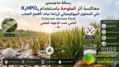 ملوحة التربة في زراعة نبات القمح: مساهمة فوسفات البوتاسيوم الهيدروجيني وزيادة الإنتاجية
