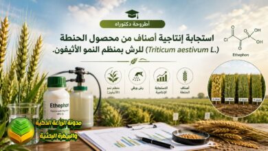 تحسين إنتاجية الحنطة باستخدام الأثيفون: دراسة علمية للمزارعين لزيادة البروتين