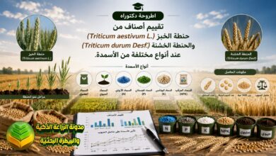 زراعة حنطة الخبز: دراسة لاختيار الأصناف وأفضل أنواع الأسمدة لتحقيق أعلى إنتاجية