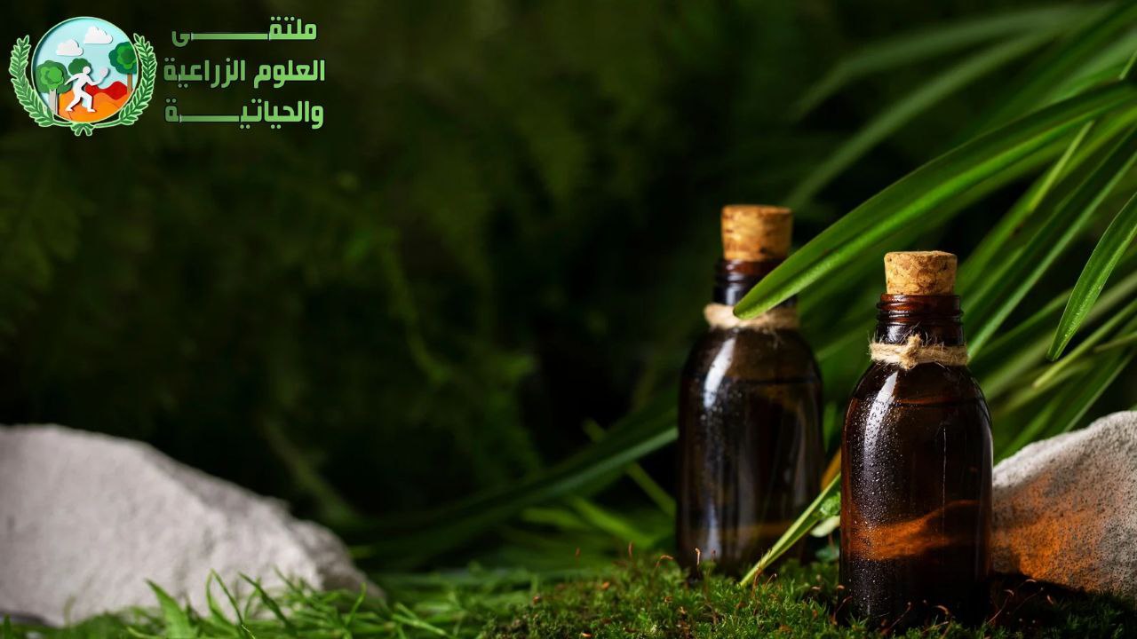 الزيوت العطرية: ما هي الزيوت العطرية؟ وخواصها وطرق استخدامها كوسيلة علاجية