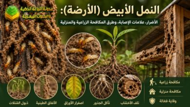 النمل الأبيض (الأرضة): الأضرار، علامات الإصابة، وطرق المكافحة الزراعية والمنزلية