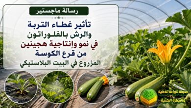 تغطية التربة وهرمونات النمو لقرع الكوسة: دراسة أكاديمية للإنتاج داخل البيوت البلاستيكية