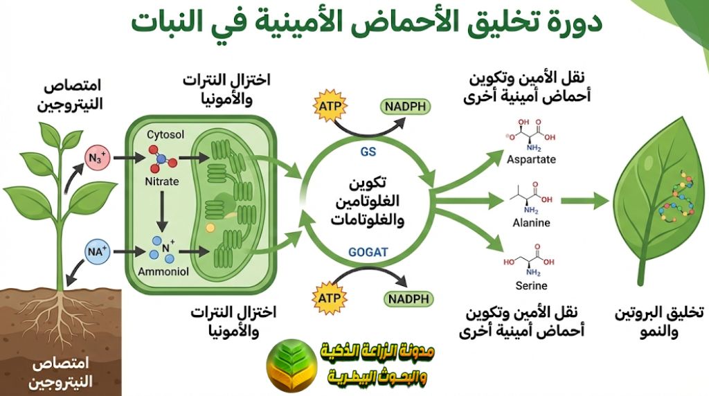 دورة تخليق الأحماض الأمينية في النبات