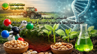 الأحماض الأمينية في النبات: تعريفها وتركيبها وأنواعها وأهميتها في الزراعة الحديثة