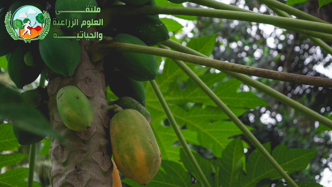 فاكهة البابايا : معلومات مهمة عن فاكهة البابايا المشهورة