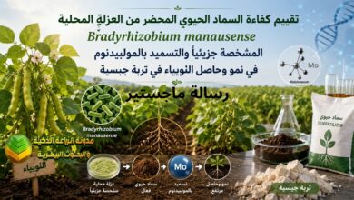 كفاءة السماد الحيوي المستخرج من Bradyrhizobium في نمو اللوبياء في تربة جبسية