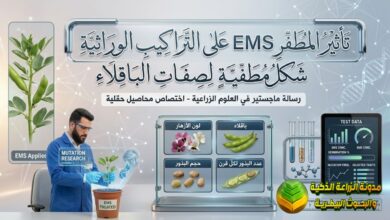 تأثير المطفر EMS على التراكيب الوراثية لصفات الباقلاء