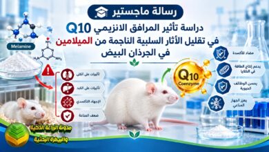 دراسة أكاديمية عن دور المرافق الإنزيمي Q10 في الحد من السمية الكبدية والكلوية للميلامين