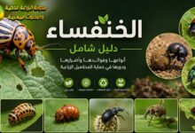 الخنفساء في الزراعة: الأنواع والفوائد والأضرار وطرق المكافحة المتكاملة