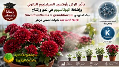 زراعة نبات الداؤودي: تأثير الرش بأوكسيد السيلينيوم النانوي وإضافة البوتاسيوم في نمو وإنتاج