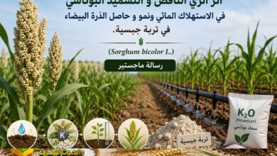 الري الناقص والبوتاسيوم : أثر الري والتسميد على استهلاك المياه وحاصل الذرة البيضاء