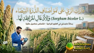 فترات الري على نمو أصناف الذرة البيضاء (Sorghum bicolor L.) والأدغال المرافقة لها