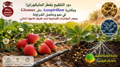 دور التلقيح بفطر المايكورايزا وبكتريا Azospirillum في نمو وحاصل الفراولة