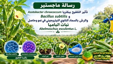 دراسة أكاديمية عن التسميد الحيوي والرش النانوي النيتروجيني في إنتاج الباميا
