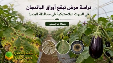 تبقع أوراق الباذنجان : دراسة مرض التبقع في البيوت البلاستيكية