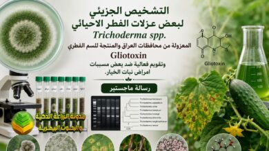 فطر ترايكوديرما .Trichoderma spp وإنتاج السم ضد مسببات أمراض الخيار
